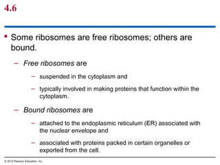 4.6
 Some ribosomes are free ribosomes; others are
bound.
– Free ribosomes are
– suspended in the cytoplasm and
– typically involved in making proteins that function within the
cytoplasm.
– Bound ribosomes are
– attached to the endoplasmic reticulum (ER) associated with
the nuclear envelope and
– associated with proteins packed in certain organelles or
exported from the cell.
© 2012 Pearson Education, Inc.
 