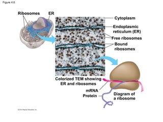 Figure 4.6
Ribosomes ER
Cytoplasm
Endoplasmic
reticulum (ER)
Free ribosomes
Bound
ribosomes
Diagram of
a ribosome
Protein
mRNA
Colorized TEM showing
ER and ribosomes
 