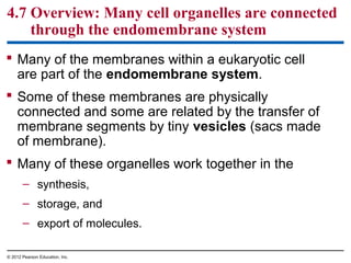 4.7 Overview: Many cell organelles are connected
through the endomembrane system
 Many of the membranes within a eukaryotic cell
are part of the endomembrane system.
 Some of these membranes are physically
connected and some are related by the transfer of
membrane segments by tiny vesicles (sacs made
of membrane).
 Many of these organelles work together in the
– synthesis,
– storage, and
– export of molecules.
© 2012 Pearson Education, Inc.
 