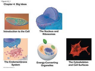 Figure 4.0_1
Introduction to the Cell The Nucleus and
Ribosomes
The Endomembrane
System
Energy-Converting
Organelles
The Cytoskeleton
and Cell Surfaces
Chapter 4: Big Ideas
 