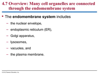 4.7 Overview: Many cell organelles are connected
through the endomembrane system
 The endomembrane system includes
– the nuclear envelope,
– endoplasmic reticulum (ER),
– Golgi apparatus,
– lysosomes,
– vacuoles, and
– the plasma membrane.
© 2012 Pearson Education, Inc.
 