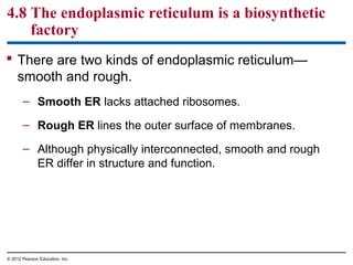 4.8 The endoplasmic reticulum is a biosynthetic
factory
 There are two kinds of endoplasmic reticulum—
smooth and rough.
– Smooth ER lacks attached ribosomes.
– Rough ER lines the outer surface of membranes.
– Although physically interconnected, smooth and rough
ER differ in structure and function.
© 2012 Pearson Education, Inc.
 