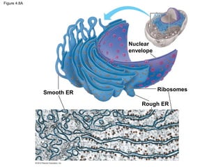 Figure 4.8A
Smooth ER
Rough ER
Ribosomes
Nuclear
envelope
 