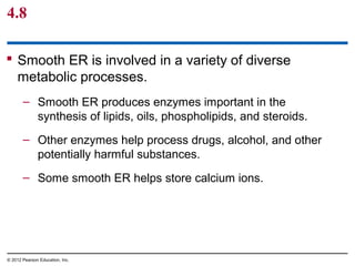 4.8
 Smooth ER is involved in a variety of diverse
metabolic processes.
– Smooth ER produces enzymes important in the
synthesis of lipids, oils, phospholipids, and steroids.
– Other enzymes help process drugs, alcohol, and other
potentially harmful substances.
– Some smooth ER helps store calcium ions.
© 2012 Pearson Education, Inc.
 