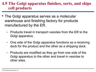 4.9 The Golgi apparatus finishes, sorts, and ships
cell products
 The Golgi apparatus serves as a molecular
warehouse and finishing factory for products
manufactured by the ER.
– Products travel in transport vesicles from the ER to the
Golgi apparatus.
– One side of the Golgi apparatus functions as a receiving
dock for the product and the other as a shipping dock.
– Products are modified as they go from one side of the
Golgi apparatus to the other and travel in vesicles to
other sites.
© 2012 Pearson Education, Inc.
 