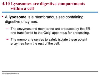 4.10 Lysosomes are digestive compartments
within a cell
 A lysosome is a membranous sac containing
digestive enzymes.
– The enzymes and membrane are produced by the ER
and transferred to the Golgi apparatus for processing.
– The membrane serves to safely isolate these potent
enzymes from the rest of the cell.
© 2012 Pearson Education, Inc.
 