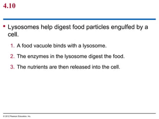 4.10
 Lysosomes help digest food particles engulfed by a
cell.
1. A food vacuole binds with a lysosome.
2. The enzymes in the lysosome digest the food.
3. The nutrients are then released into the cell.
© 2012 Pearson Education, Inc.
 