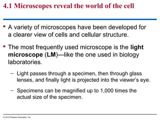 4.1 Microscopes reveal the world of the cell
 A variety of microscopes have been developed for
a clearer view of cells and cellular structure.
 The most frequently used microscope is the light
microscope (LM)—like the one used in biology
laboratories.
– Light passes through a specimen, then through glass
lenses, and finally light is projected into the viewer’s eye.
– Specimens can be magnified up to 1,000 times the
actual size of the specimen.
© 2012 Pearson Education, Inc.
 