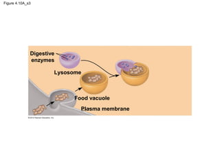Figure 4.10A_s3
Digestive
enzymes
Lysosome
Food vacuole
Plasma membrane
 