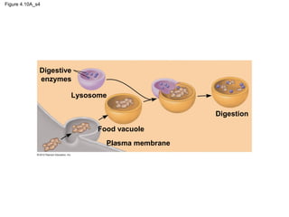 Figure 4.10A_s4
Digestive
enzymes
Lysosome
Food vacuole
Plasma membrane
Digestion
 