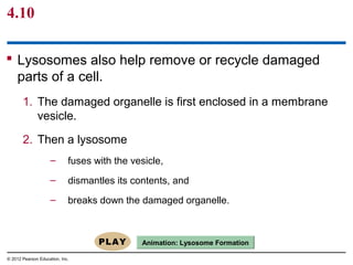 4.10
 Lysosomes also help remove or recycle damaged
parts of a cell.
1. The damaged organelle is first enclosed in a membrane
vesicle.
2. Then a lysosome
– fuses with the vesicle,
– dismantles its contents, and
– breaks down the damaged organelle.
© 2012 Pearson Education, Inc.
Animation: Lysosome Formation
 