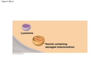 Figure 4.10B_s1
Lysosome
Vesicle containing
damaged mitochondrion
 