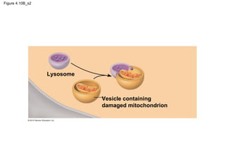Figure 4.10B_s2
Lysosome
Vesicle containing
damaged mitochondrion
 