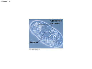 Figure 4.11A
Contractile
vacuoles
Nucleus
 