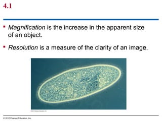 4.1
 Magnification is the increase in the apparent size
of an object.
 Resolution is a measure of the clarity of an image.
© 2012 Pearson Education, Inc.
 