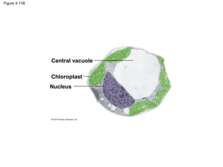 Figure 4.11B
Central vacuole
Chloroplast
Nucleus
 