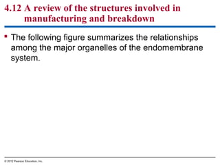 4.12 A review of the structures involved in
manufacturing and breakdown
 The following figure summarizes the relationships
among the major organelles of the endomembrane
system.
© 2012 Pearson Education, Inc.
 