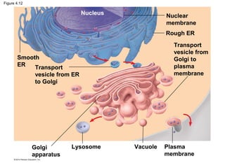 Figure 4.12
Smooth
ER
Nucleus
Transport
vesicle from ER
to Golgi
Golgi
apparatus
Lysosome Vacuole Plasma
membrane
Nuclear
membrane
Rough ER
Transport
vesicle from
Golgi to
plasma
membrane
 