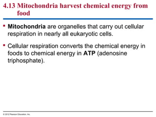 4.13 Mitochondria harvest chemical energy from
food
 Mitochondria are organelles that carry out cellular
respiration in nearly all eukaryotic cells.
 Cellular respiration converts the chemical energy in
foods to chemical energy in ATP (adenosine
triphosphate).
© 2012 Pearson Education, Inc.
 
