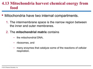 4.13 Mitochondria harvest chemical energy from
food
 Mitochondria have two internal compartments.
1. The intermembrane space is the narrow region between
the inner and outer membranes.
2. The mitochondrial matrix contains
– the mitochondrial DNA,
– ribosomes, and
– many enzymes that catalyze some of the reactions of cellular
respiration.
© 2012 Pearson Education, Inc.
 