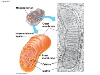 Figure 4.13
Matrix
Cristae
Inner
membrane
Outer
membrane
Mitochondrion
Intermembrane
space
 