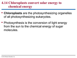 4.14 Chloroplasts convert solar energy to
chemical energy
 Chloroplasts are the photosynthesizing organelles
of all photosynthesizing eukaryotes.
 Photosynthesis is the conversion of light energy
from the sun to the chemical energy of sugar
molecules.
© 2012 Pearson Education, Inc.
 