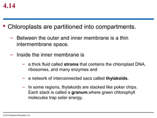 4.14
 Chloroplasts are partitioned into compartments.
– Between the outer and inner membrane is a thin
intermembrane space.
– Inside the inner membrane is
– a thick fluid called stroma that contains the chloroplast DNA,
ribosomes, and many enzymes and
– a network of interconnected sacs called thylakoids.
– In some regions, thylakoids are stacked like poker chips.
Each stack is called a granum,where green chlorophyll
molecules trap solar energy.
© 2012 Pearson Education, Inc.
 
