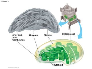 Figure 4.14
Inner and
outer
membranes
Granum Stroma
Chloroplast
Thylakoid
 