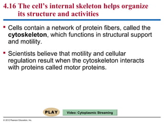 4.16 The cell’s internal skeleton helps organize
its structure and activities
 Cells contain a network of protein fibers, called the
cytoskeleton, which functions in structural support
and motility.
 Scientists believe that motility and cellular
regulation result when the cytoskeleton interacts
with proteins called motor proteins.
© 2012 Pearson Education, Inc.
Video: Cytoplasmic Streaming
 