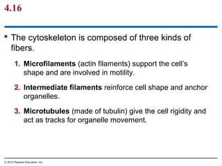 4.16
 The cytoskeleton is composed of three kinds of
fibers.
1. Microfilaments (actin filaments) support the cell’s
shape and are involved in motility.
2. Intermediate filaments reinforce cell shape and anchor
organelles.
3. Microtubules (made of tubulin) give the cell rigidity and
act as tracks for organelle movement.
© 2012 Pearson Education, Inc.
 