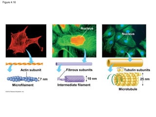 Figure 4.16
Actin subunit
Nucleus
Nucleus
Microfilament Intermediate filament
Fibrous subunits
7 nm 10 nm
Tubulin subunits
Microtubule
25 nm
 