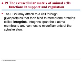 4.19 The extracellular matrix of animal cells
functions in support and regulation
 The ECM may attach to a cell through
glycoproteins that then bind to membrane proteins
called integrins. Integrins span the plasma
membrane and connect to microfilaments of the
cytoskeleton.
© 2012 Pearson Education, Inc.
 
