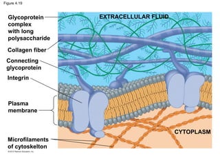 Figure 4.19
EXTRACELLULAR FLUID
CYTOPLASM
Microfilaments
of cytoskelton
Plasma
membrane
Integrin
Connecting
glycoprotein
Glycoprotein
complex
with long
polysaccharide
Collagen fiber
 