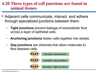 4.20 Three types of cell junctions are found in
animal tissues
 Adjacent cells communicate, interact, and adhere
through specialized junctions between them.
– Tight junctions prevent leakage of extracellular fluid
across a layer of epithelial cells.
– Anchoring junctions fasten cells together into sheets.
– Gap junctions are channels that allow molecules to
flow between cells.
© 2012 Pearson Education, Inc.
Animation: Tight Junctions
Animation: Gap Junctions
Animation: Desmosomes
 
