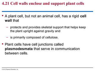 4.21 Cell walls enclose and support plant cells
 A plant cell, but not an animal cell, has a rigid cell
wall that
– protects and provides skeletal support that helps keep
the plant upright against gravity and
– is primarily composed of cellulose.
 Plant cells have cell junctions called
plasmodesmata that serve in communication
between cells.
© 2012 Pearson Education, Inc.
 