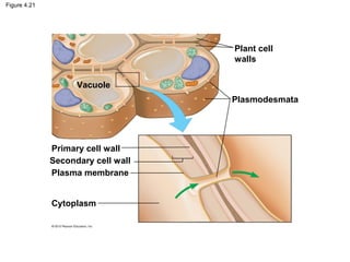 Figure 4.21
Vacuole
Plant cell
walls
Plasmodesmata
Cytoplasm
Primary cell wall
Secondary cell wall
Plasma membrane
 