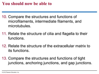 You should now be able to
10. Compare the structures and functions of
microfilaments, intermediate filaments, and
microtubules.
11. Relate the structure of cilia and flagella to their
functions.
12. Relate the structure of the extracellular matrix to
its functions.
13. Compare the structures and functions of tight
junctions, anchoring junctions, and gap junctions.
© 2012 Pearson Education, Inc.
 