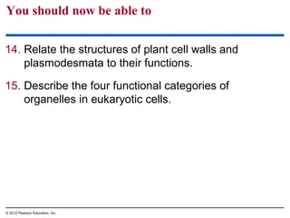 You should now be able to
14. Relate the structures of plant cell walls and
plasmodesmata to their functions.
15. Describe the four functional categories of
organelles in eukaryotic cells.
© 2012 Pearson Education, Inc.
 