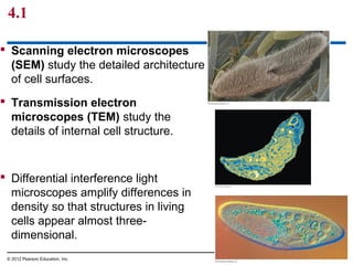 4.1
 Scanning electron microscopes
(SEM) study the detailed architecture
of cell surfaces.
 Transmission electron
microscopes (TEM) study the
details of internal cell structure.
 Differential interference light
microscopes amplify differences in
density so that structures in living
cells appear almost three-
dimensional.
© 2012 Pearson Education, Inc.
 