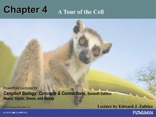 © 2012 Pearson Education, Inc. Lecture by Edward J. Zalisko
PowerPoint Lectures for
Campbell Biology: Concepts & Connections, Seventh Edition
Reece, Taylor, Simon, and Dickey
Chapter 4Chapter 4 A Tour of the Cell
 