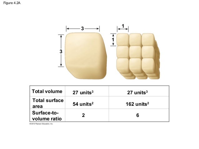 chapter 4 notes cell size is limited by