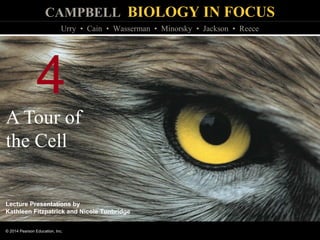 CAMPBELL BIOLOGY IN FOCUS
© 2014 Pearson Education, Inc.
Urry • Cain • Wasserman • Minorsky • Jackson • Reece
Lecture Presentations by
Kathleen Fitzpatrick and Nicole Tunbridge
4
A Tour of
the Cell
 