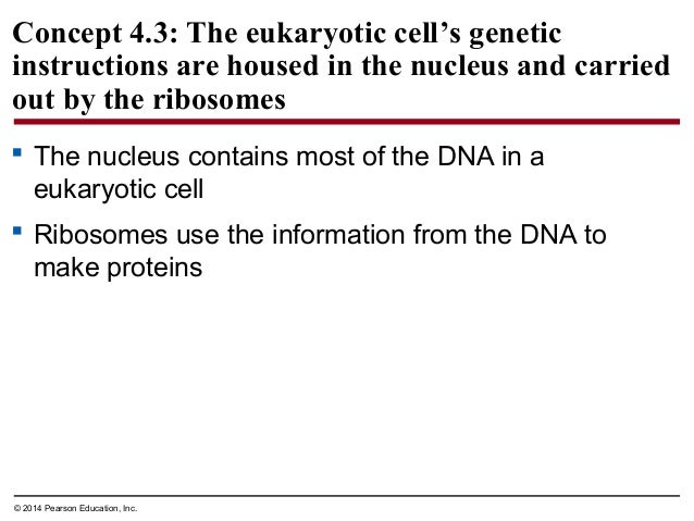 Biology In Focus Chapter 4