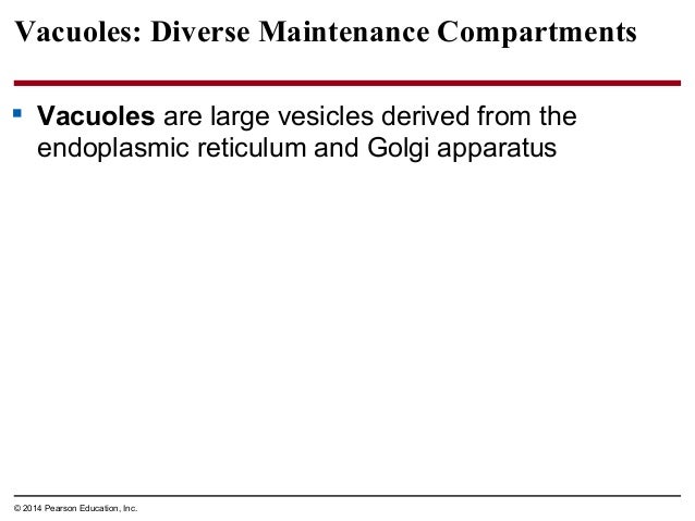 Biology in Focus Chapter 4