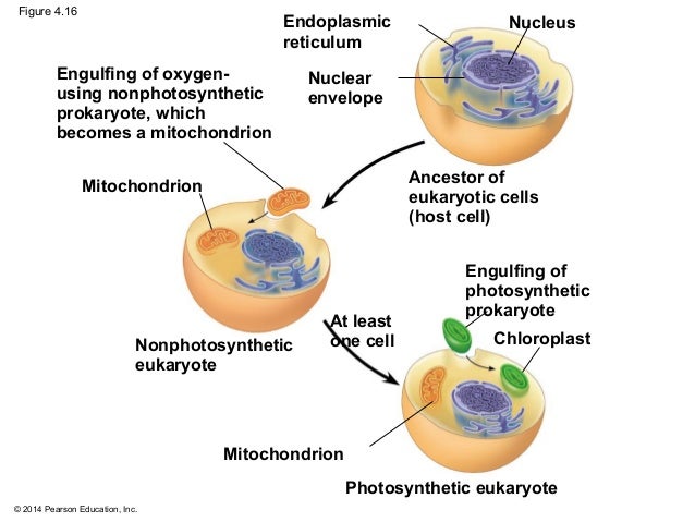 Biology in Focus Chapter 4