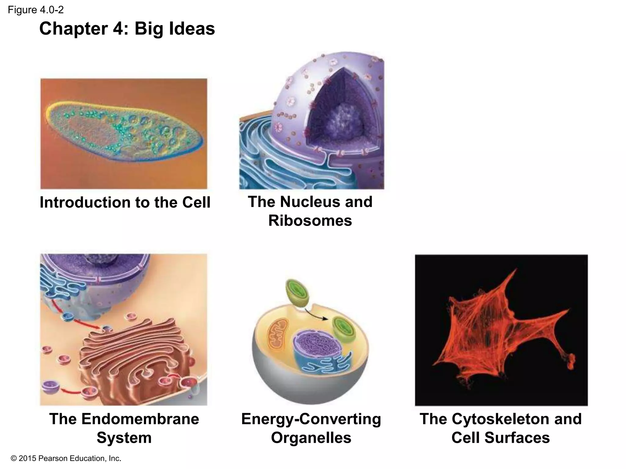 Ch. 4 Cell Structures | PPTX