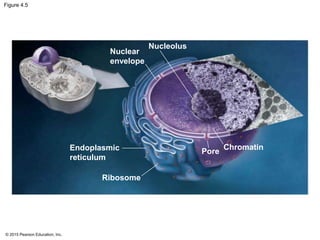Nucleoli Rim Ch. 4 Cell Structures | PPTX