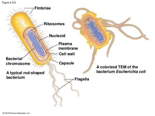 Ch. 4 Cell Structures