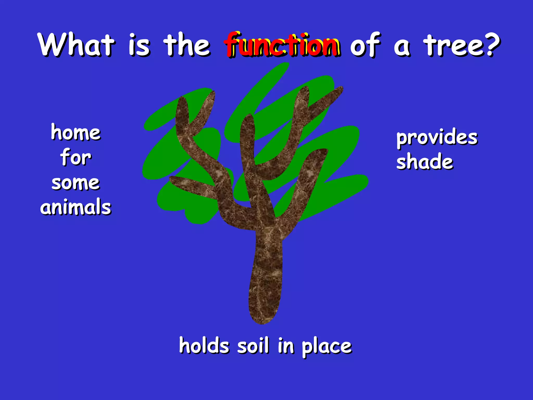 function provides   shade home for some animals holds   soil   in   place What is the  function  of a tree? 