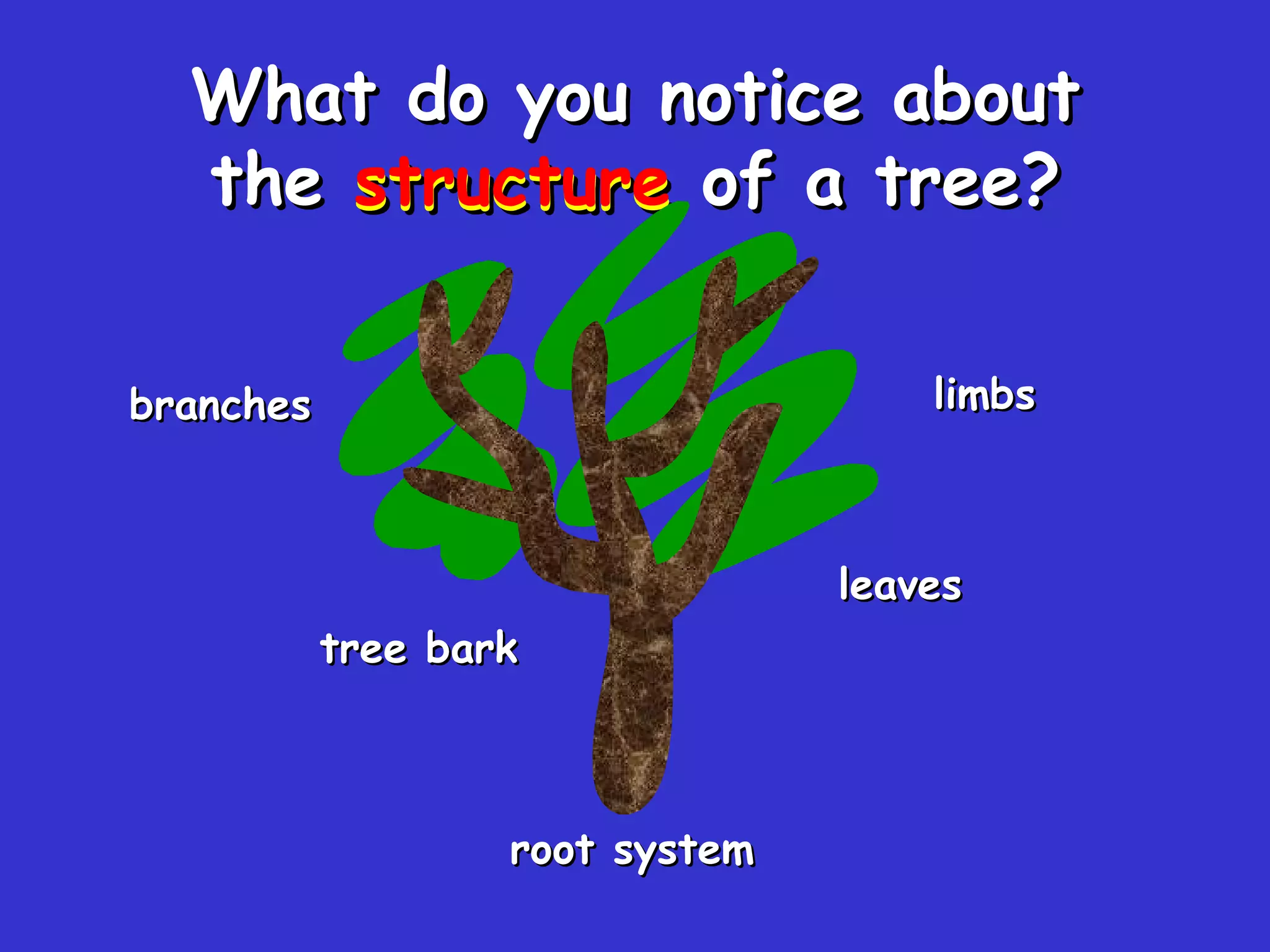 structure What do you notice about the  structure  of a tree? limbs root system branches leaves tree bark 